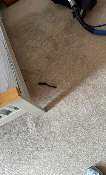 No. 2 After Carpet Cleaning